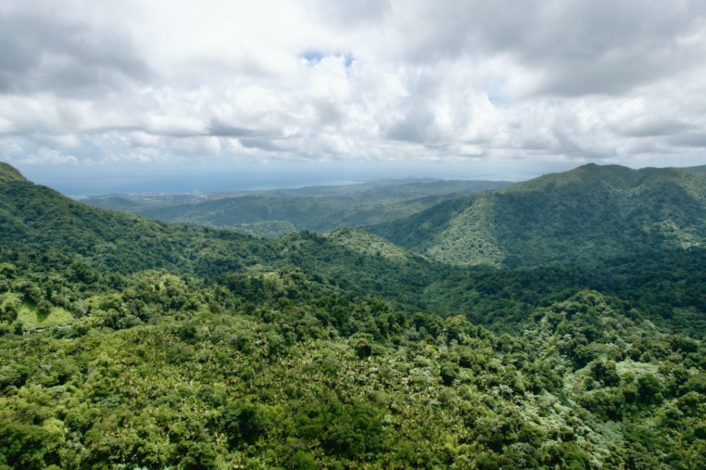 Green hills of El Yunque rainforest in Puerto Rico, illustrating the island's forest habitats