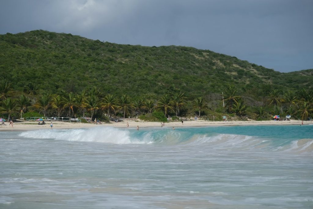 A tropical beach with trees and ocean along the shoreline